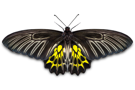 Close up of female Golden Birdwing (Troides aeacus) butterfly, isolated on white background with clipping path, dorsal viewの写真素材