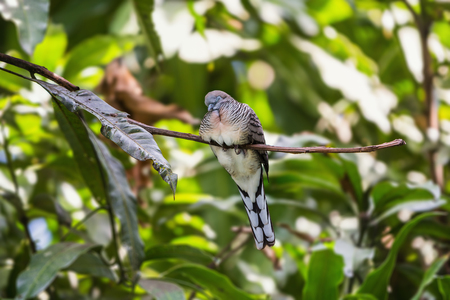 Zebra dove (Geopelia striata) or barred ground dove sleeps on the stemの写真素材