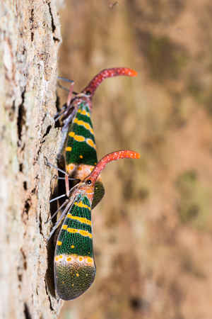 Close up of Pyrops karenia lantern bug or planthopper clinging on the tree trunk in natureの写真素材