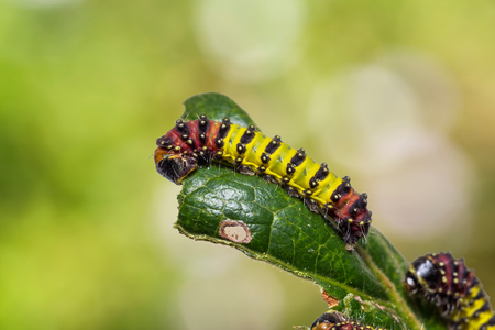 Close up of Chalcosiine Day-Flying Moth (Cyclosia panthona) caterpillars on their host plant leaf in natureの写真素材