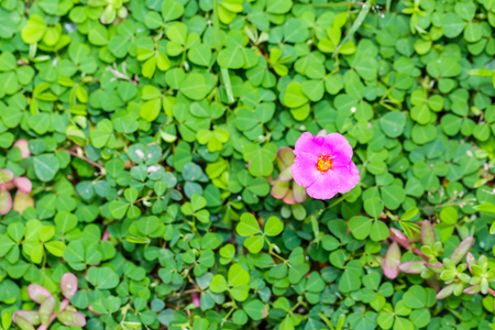 Close up of pink Common Purslane flower growing in the middle of Three-flower beggarweed (Desmodium...