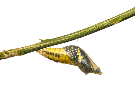 Close up of mature Lime butterfly or Lemon butterfly (Papilio demoleus) pupa just before its emerging, isolated on white background with clipping pathの写真素材