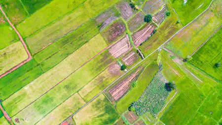 Aerial view (top view) from drone of rice paddy, Thailandの写真素材