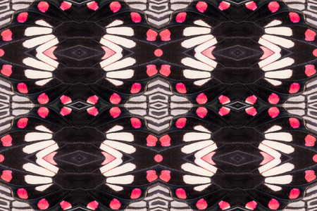Seamless background created from part of Common Rose (Pachliopta aristolochiae) butterfly wings, texture showing minute scalesの写真素材