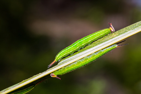 Close up of Common Palmfly (Elymnias hypermnestra) caterpillars on their host plant leafの写真素材