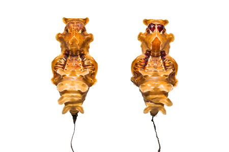 Close up of Common Rose (Pachliopta aristolochiae) pupae, isolated on white background