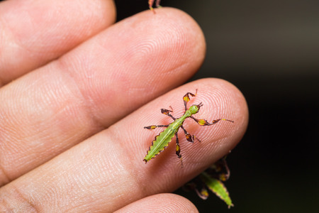 Close up of young leaf insect (Phyllium westwoodi) on human hand
