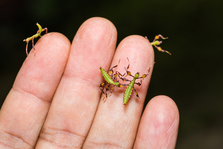 Close up of young leaf insect (Phyllium westwoodi) on human hand