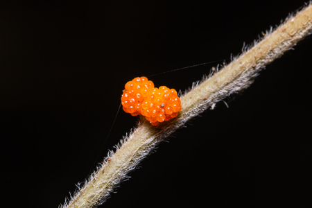 Close up of Orange Wild Rhea (Debregeasia longifolia) fruitsの写真素材