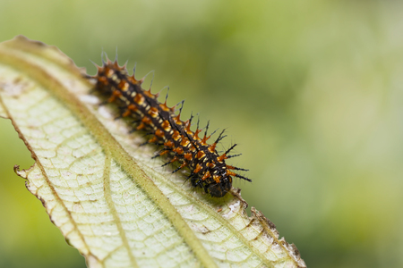 Close up of Yellow coster (Acraea issoria) caterpillar on its host plant leaf