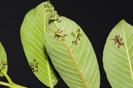 Close up of young leaf insect (Phyllium westwoodi) on their host plant leaves