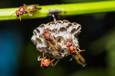 Close up of brown paper wasp workers taking care of their brood combs which accommodate young larvae and eggsの写真素材
