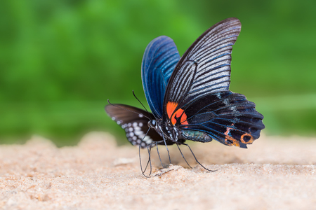 Close up of Great Mormon (Papilio memnon) butterfly mud-puddling on the ground in natureの写真素材