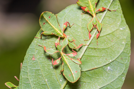 Close up of middle instar leaf insects (Phyllium westwoodi) on their host plant leafの写真素材