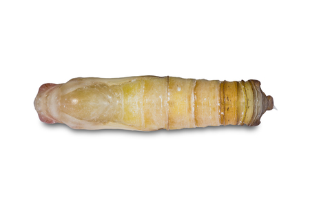 Close up of Giant Redeye (Gangara thyrsis) pupa, isolated on white background with clipping pathの写真素材