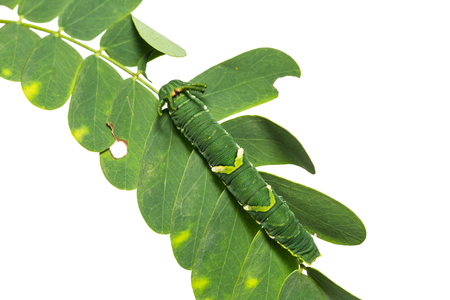 Close up of Common Nawab (Polyura athamas) caterpillar on its host plant, isolated on white background with clipping pathの写真素材