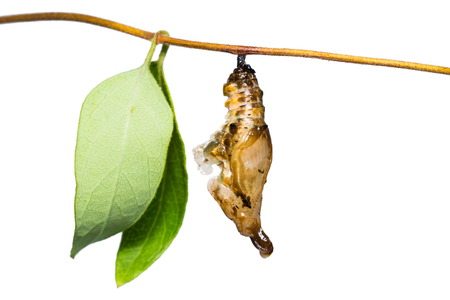 Close up of White Commodore (Parasarpa dudu) pupa hanging on its host plant stem, isolated on white background with clipping pathの写真素材