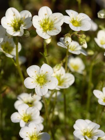 Selective focus image of the Musky Saxifrage (saxifraga moschate).の写真素材