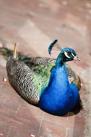 Portrait of a male Indian Peafowl (Pavo cristatus), Peacock.の写真素材