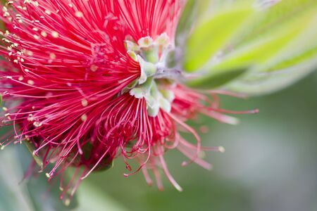 Selective focus image of the Bottlebrush (Callistemon comboynensis).の写真素材