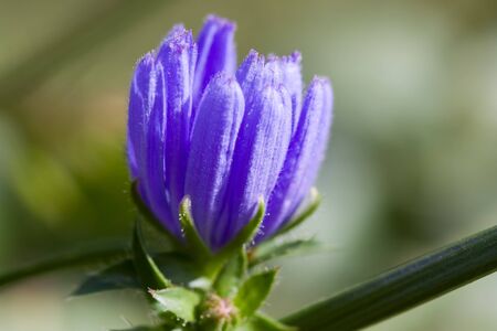 Selective focus image of the Common chicory (Cichorium intybus).の写真素材