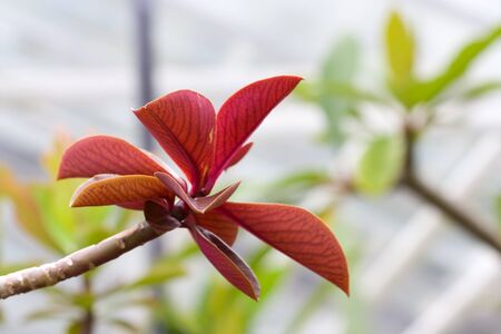 Selective focus image of the Euphorbia grantii (Synadenium grantii).の写真素材