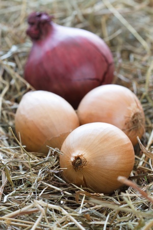 Selective focus image of onions with a straw background.の写真素材