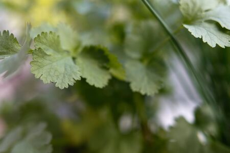 Outdoor image with selective focus of Coriander (Coriandrum sativum).の写真素材