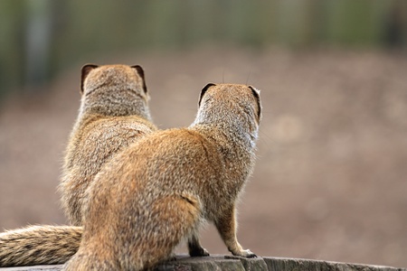 Outdoor image of a couple of yellow mongooses (Cynictis penicillata) which look far away.の写真素材