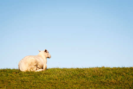 Outdoor image with copy space of a sheep at the dike.の写真素材
