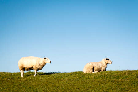Outdoor image with copy space of two sheep at the dike.の写真素材