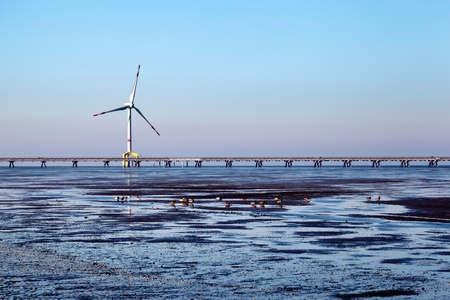 Offshore wind turbine with ducks in the front and copy space.の写真素材