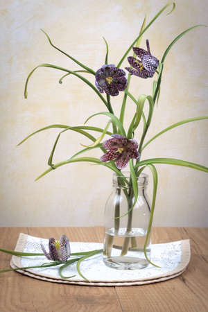 Still life with Lazarus bell (Fritillaria Meleagris).の写真素材
