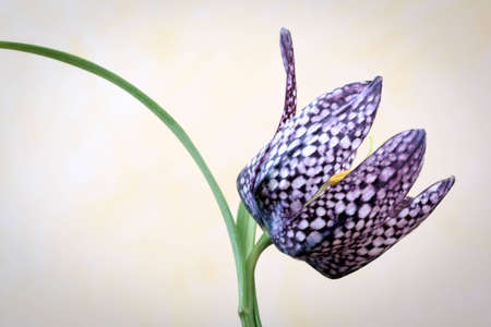 Studio shot of a Leper Lily (Fritillaria Meleagris).の写真素材