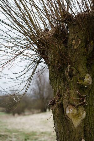 Close-up image of a trimmed tree trunk 