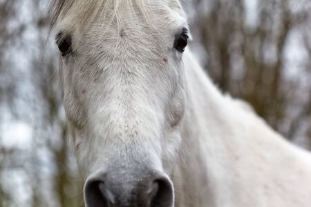 Portrait of a grey horse head の写真素材