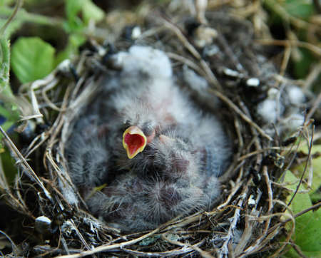 Young baby bird opening mouth for food, lying on top of other sibling baby birds in a nest.の写真素材