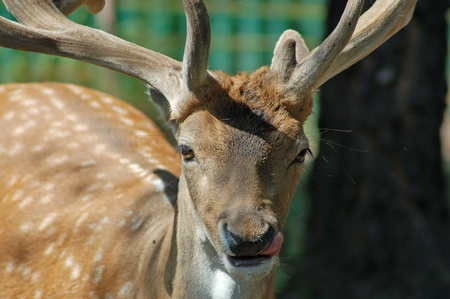 deerの写真素材