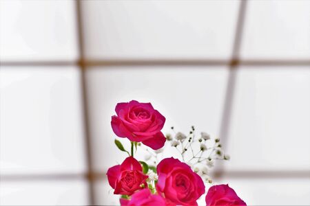Red Rosesの写真素材