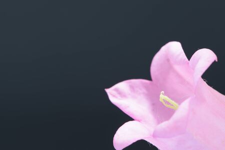 Campanulaの写真素材
