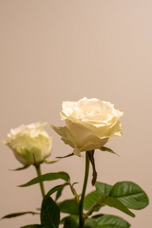White Roseの写真素材