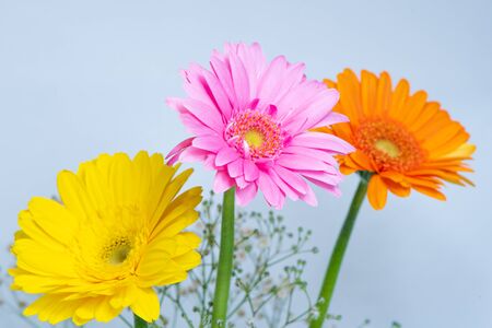 Gerberaの写真素材