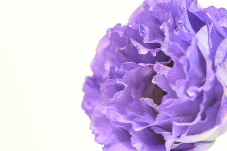 Turkey Kikyoの写真素材