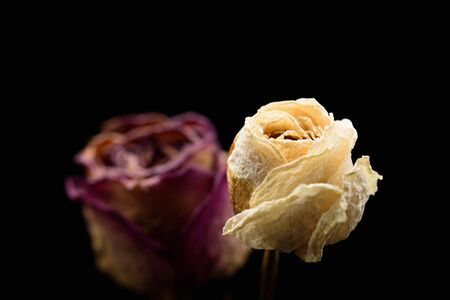 Dried rosesの写真素材