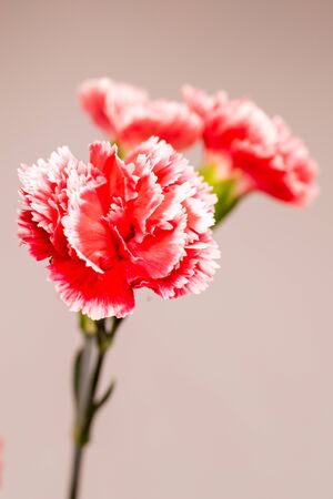 Carnationの写真素材
