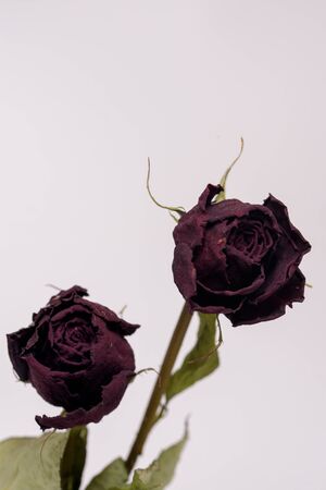 Dried rosesの写真素材