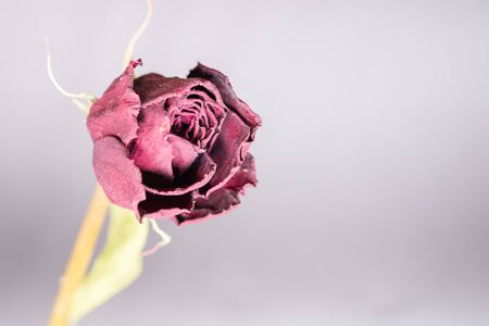 Dried rosesの写真素材