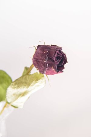 Dried roseの写真素材