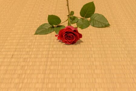 Rose on tatami matsの写真素材