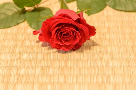 Rose on tatami matsの写真素材